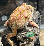 Magazoo Strawberry Horned frog (PacMan) #2