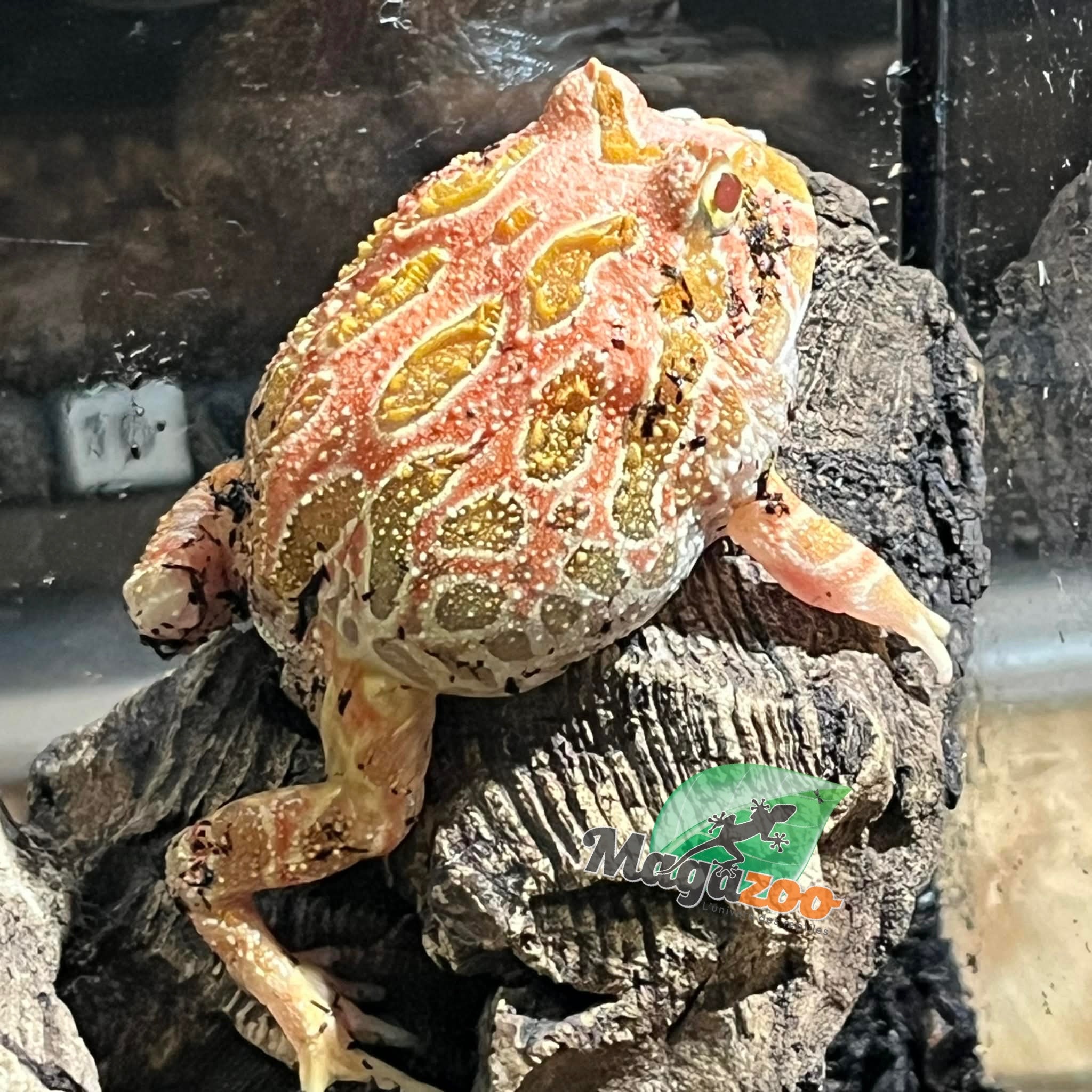 Magazoo Strawberry Horned frog (PacMan) #2
