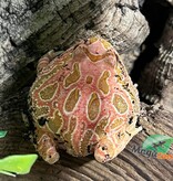 Magazoo Strawberry Horned frog (PacMan) #2
