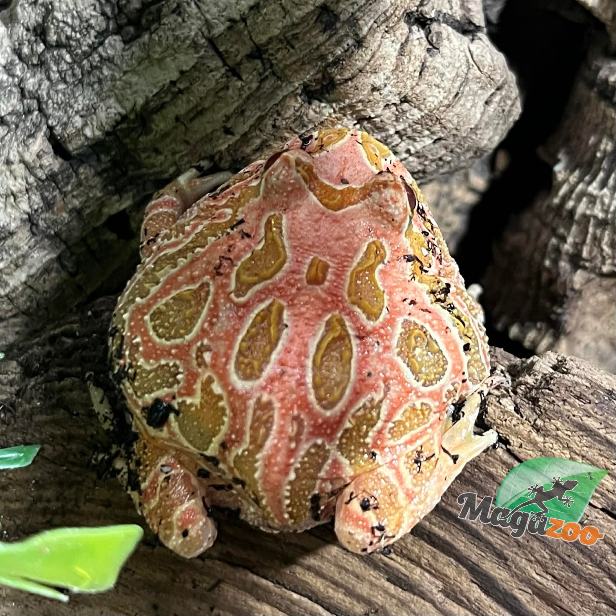 Magazoo Strawberry Horned frog (PacMan) #2
