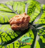 Magazoo Grenouille cornue d'Argentine fraise  (Pac Man) Strawberry #1