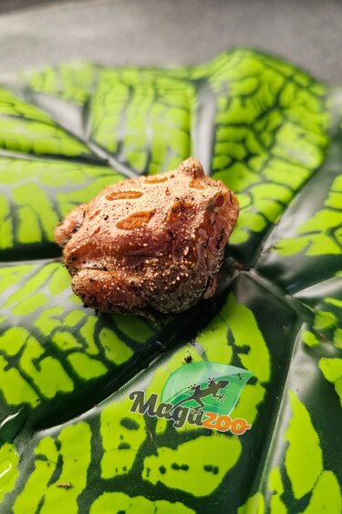 Magazoo Strawberry Horned frog (PacMan) #1