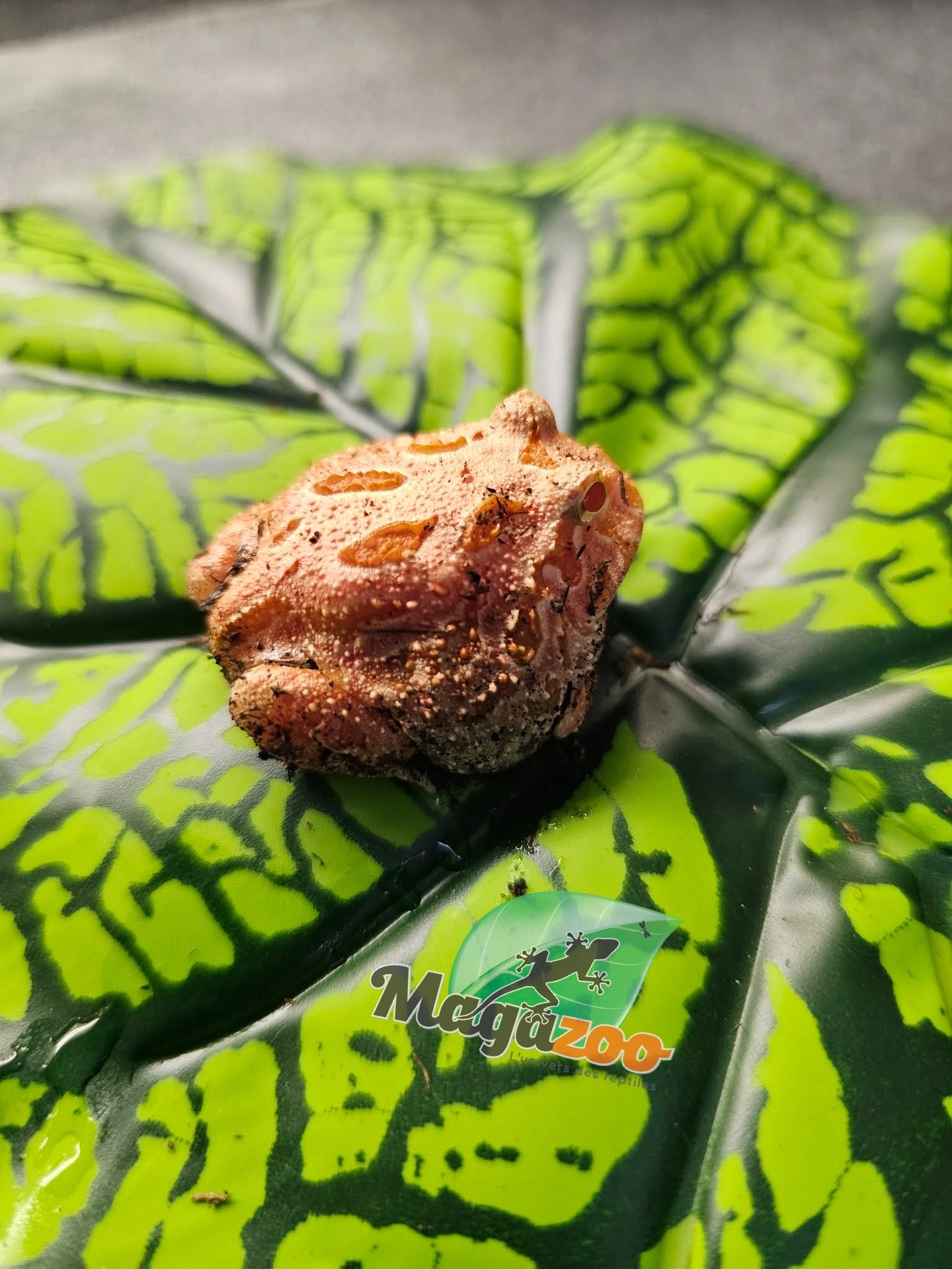 Magazoo Strawberry Horned frog (PacMan) #1