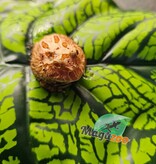 Magazoo Strawberry Horned frog (PacMan) #1