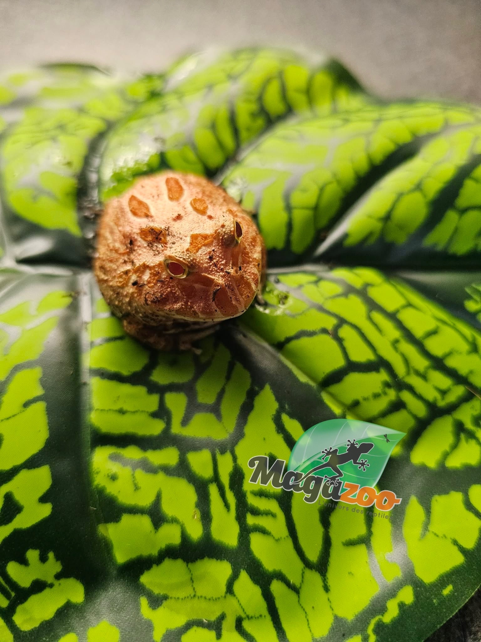 Magazoo Grenouille cornue d'Argentine fraise  (Pac Man) Strawberry #1