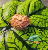 Magazoo Grenouille cornue d'Argentine fraise  (Pac Man) Strawberry #1