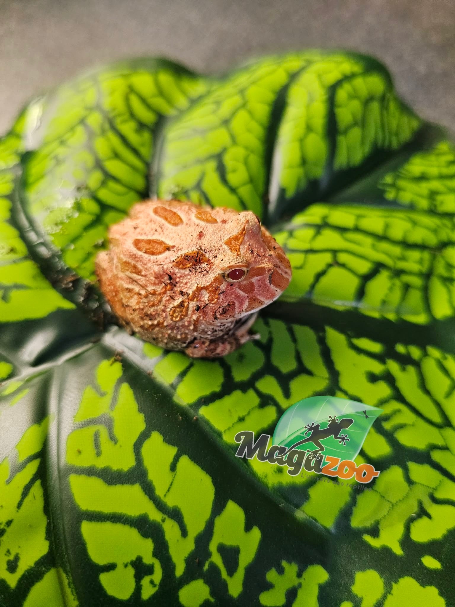 Magazoo Strawberry Horned frog (PacMan) #1