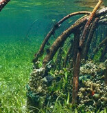 Galapagos GALAPAGOS GA-05410 Décorations adhésives pour terrarium, mangrove 10,125 x 30 pouces