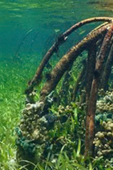 Galapagos GA-05410 Galapagos Aquarium clings, mangrove 10,125 x 30 in