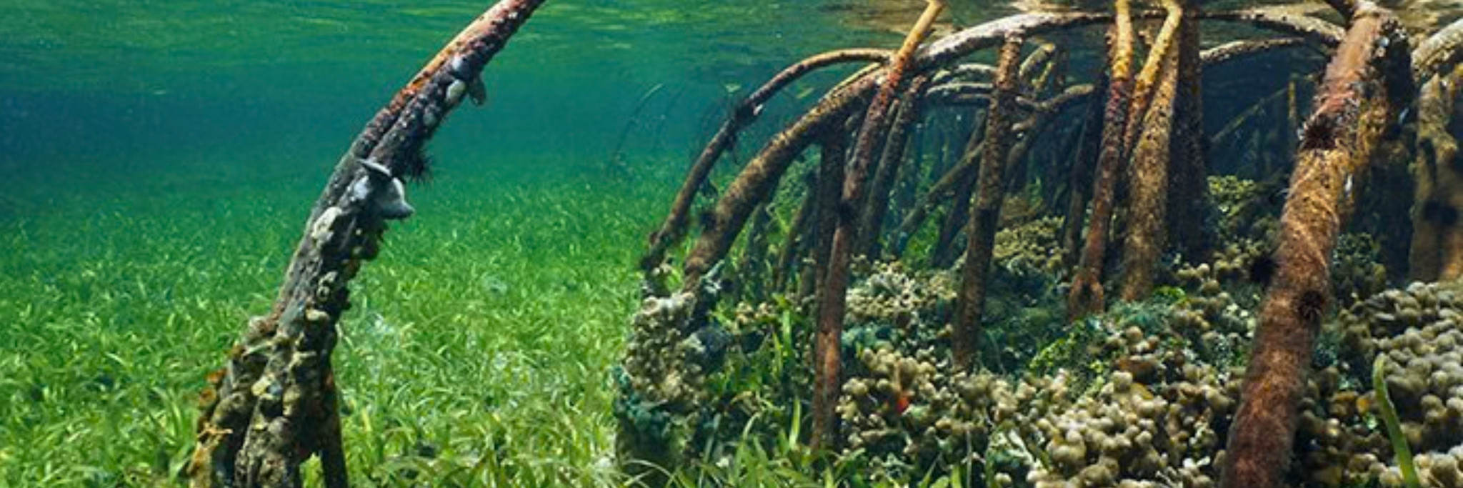 Galapagos GALAPAGOS GA-05410 Décorations adhésives pour terrarium, mangrove 10,125 x 30 pouces