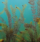 Galapagos GA-05410 Galapagos Aquarium clings, mangrove 10,125 x 30 in