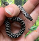 Magazoo Baby Granite San Luis Potosi King snake (07/17/2025)