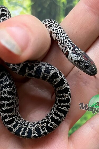 Magazoo Baby Granite San Luis Potosi King snake (07/17/2025)