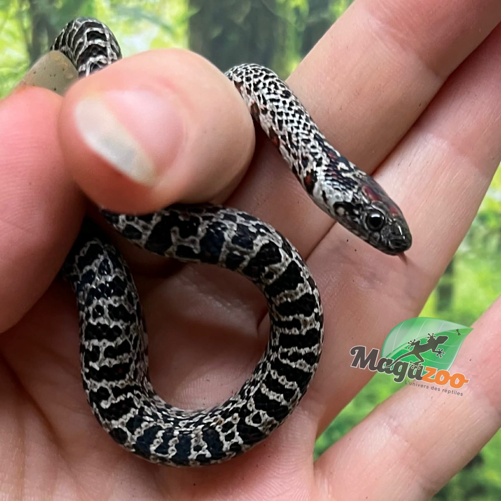 Magazoo Serpent roi San Luis Potosi Granite Bébé (17/7/2025)