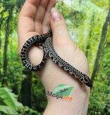 Magazoo Serpent roi San Luis Potosi Granite Bébé (17/7/2025)