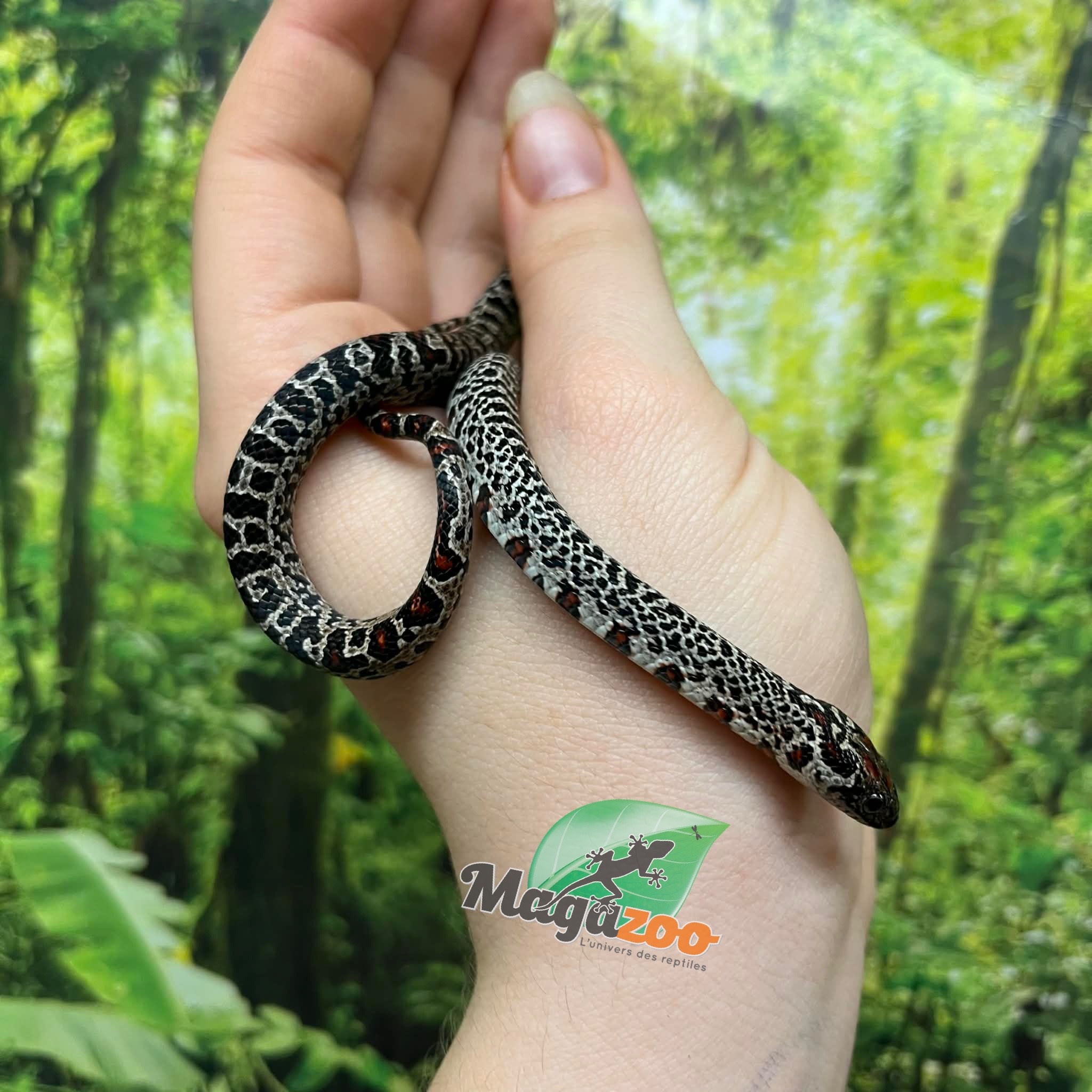 Magazoo Serpent roi San Luis Potosi Granite Bébé (17/7/2025)