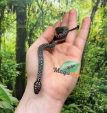 Magazoo Baby Granite San Luis Potosi King snake (07/17/2025)