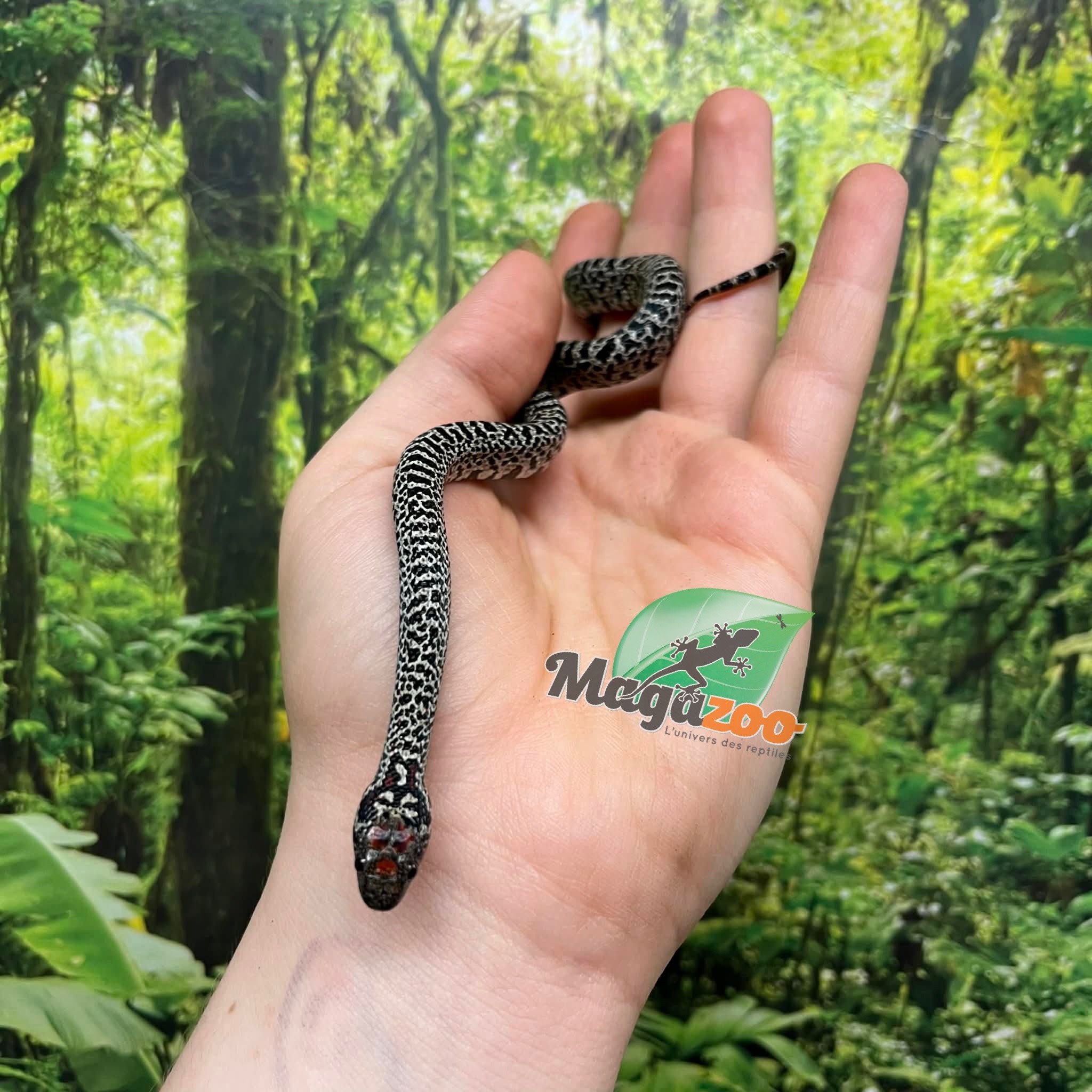 Magazoo Serpent roi San Luis Potosi Granite Bébé (17/7/2025)