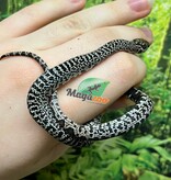 Magazoo Serpent roi San Luis Potosi Granite Bébé (17/7/2025)