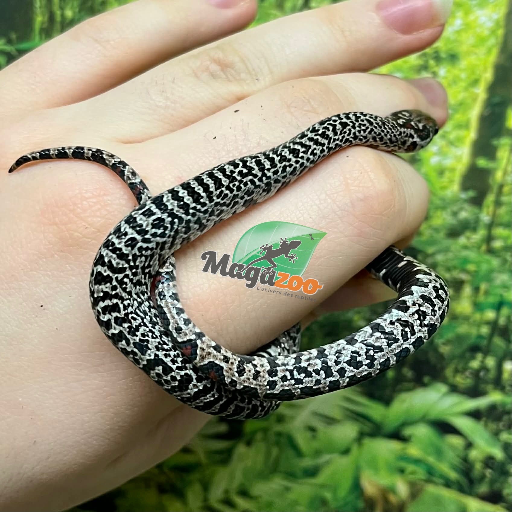 Magazoo Baby Granite San Luis Potosi King snake (07/17/2025)