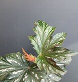 Magazoo Begonia 'Argenteo-guttata' Plant | Angel Wing Begonia