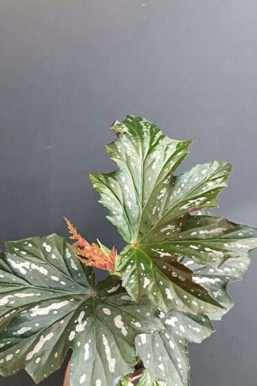 Magazoo Begonia 'Argenteo-guttata' Plant | Angel Wing Begonia