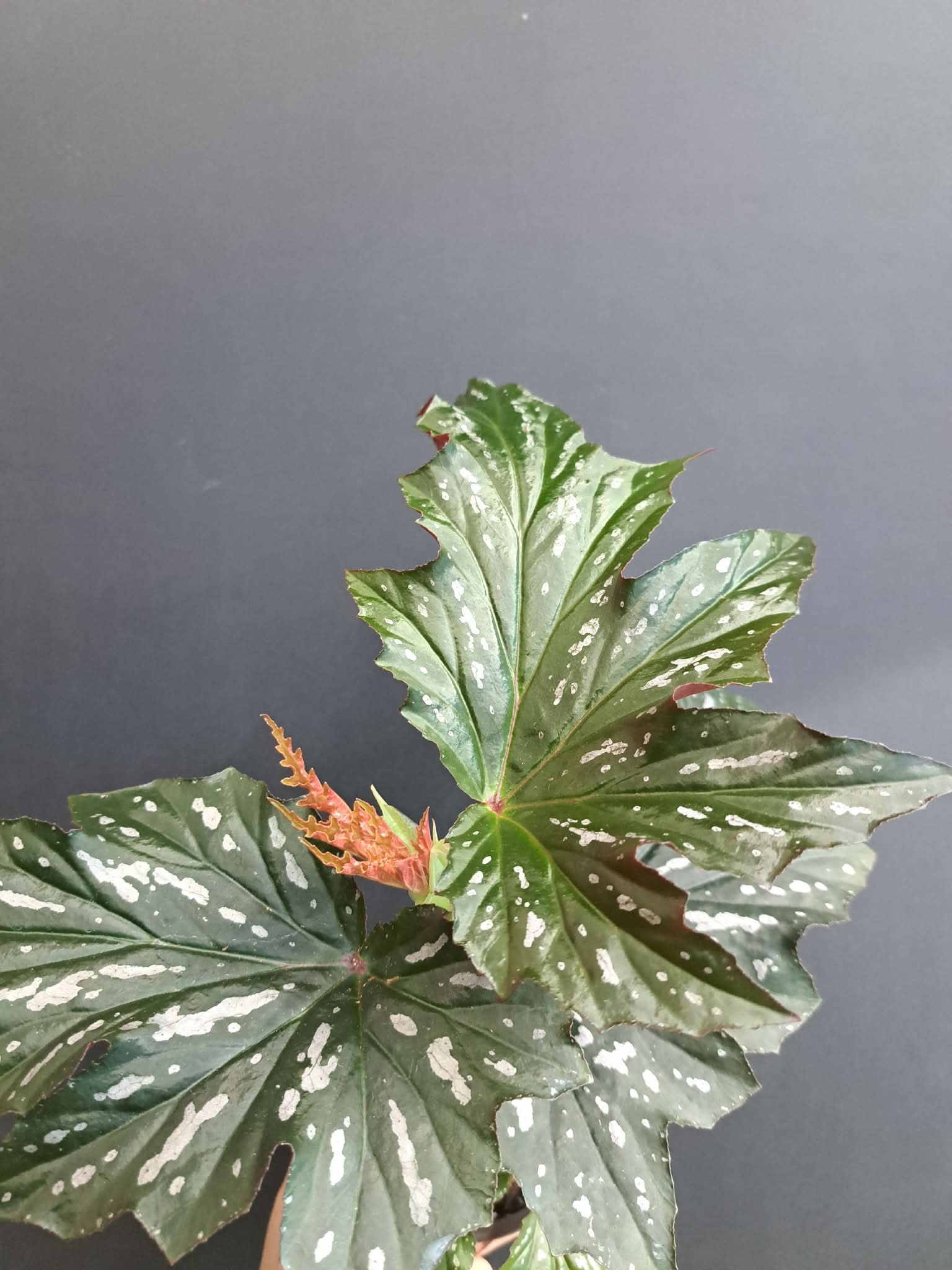 Magazoo Plante Begonia 'Argenteo-guttata' | Angel Wing Begonia
