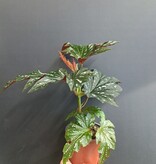 Magazoo Begonia 'Argenteo-guttata' Plant | Angel Wing Begonia