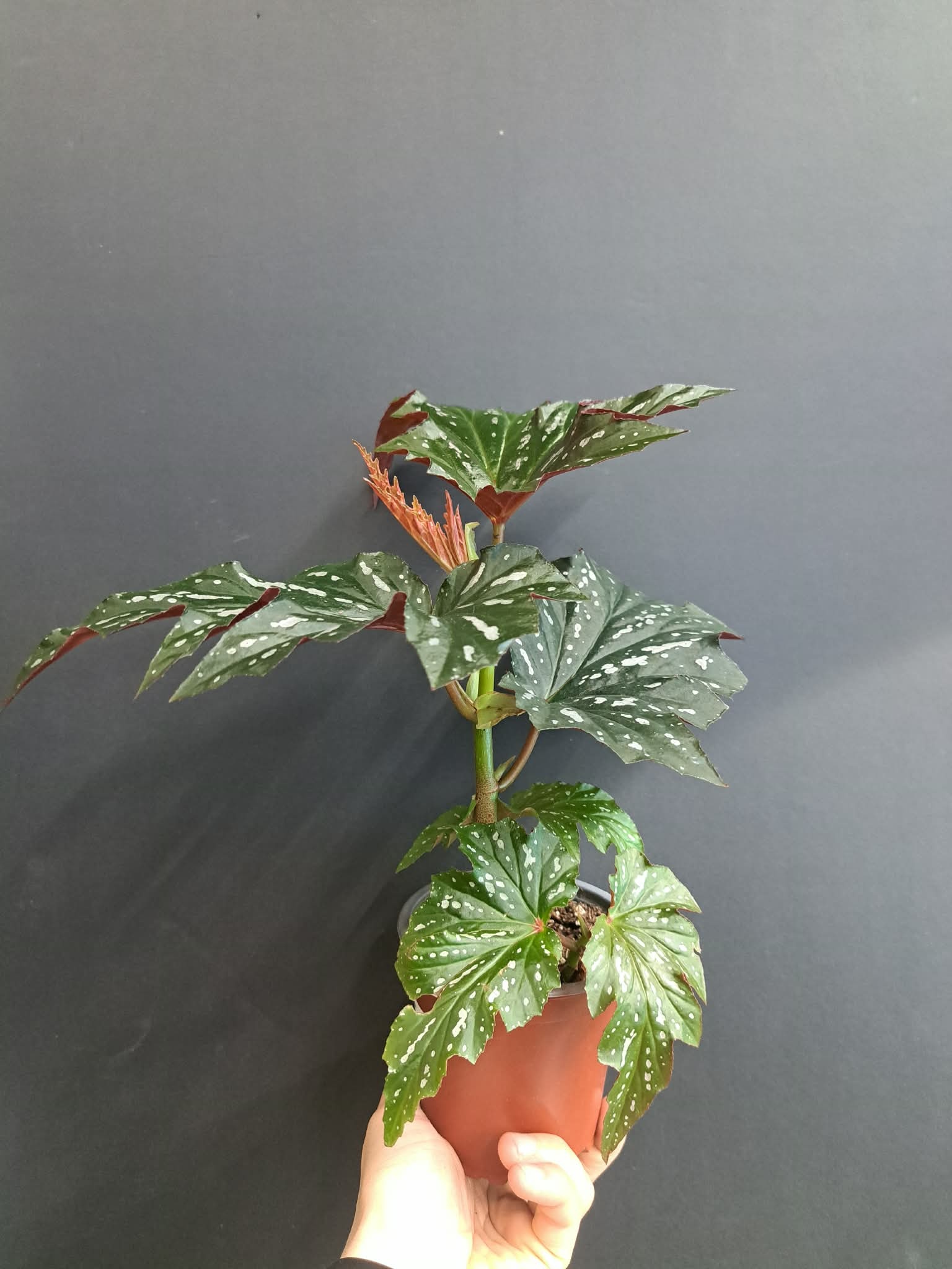 Magazoo Plante Begonia 'Argenteo-guttata' | Angel Wing Begonia