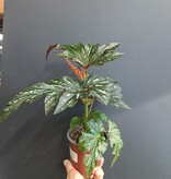 Magazoo Begonia 'Argenteo-guttata' Plant | Angel Wing Begonia