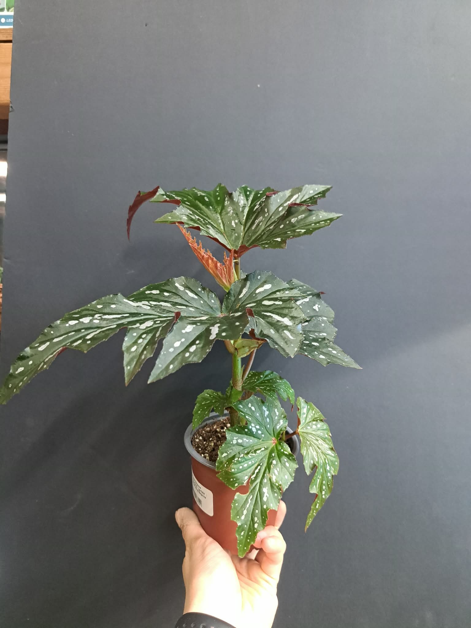 Magazoo Plante Begonia 'Argenteo-guttata' | Angel Wing Begonia