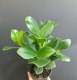 Magazoo Clusia Rosea Plant | Autograph tree