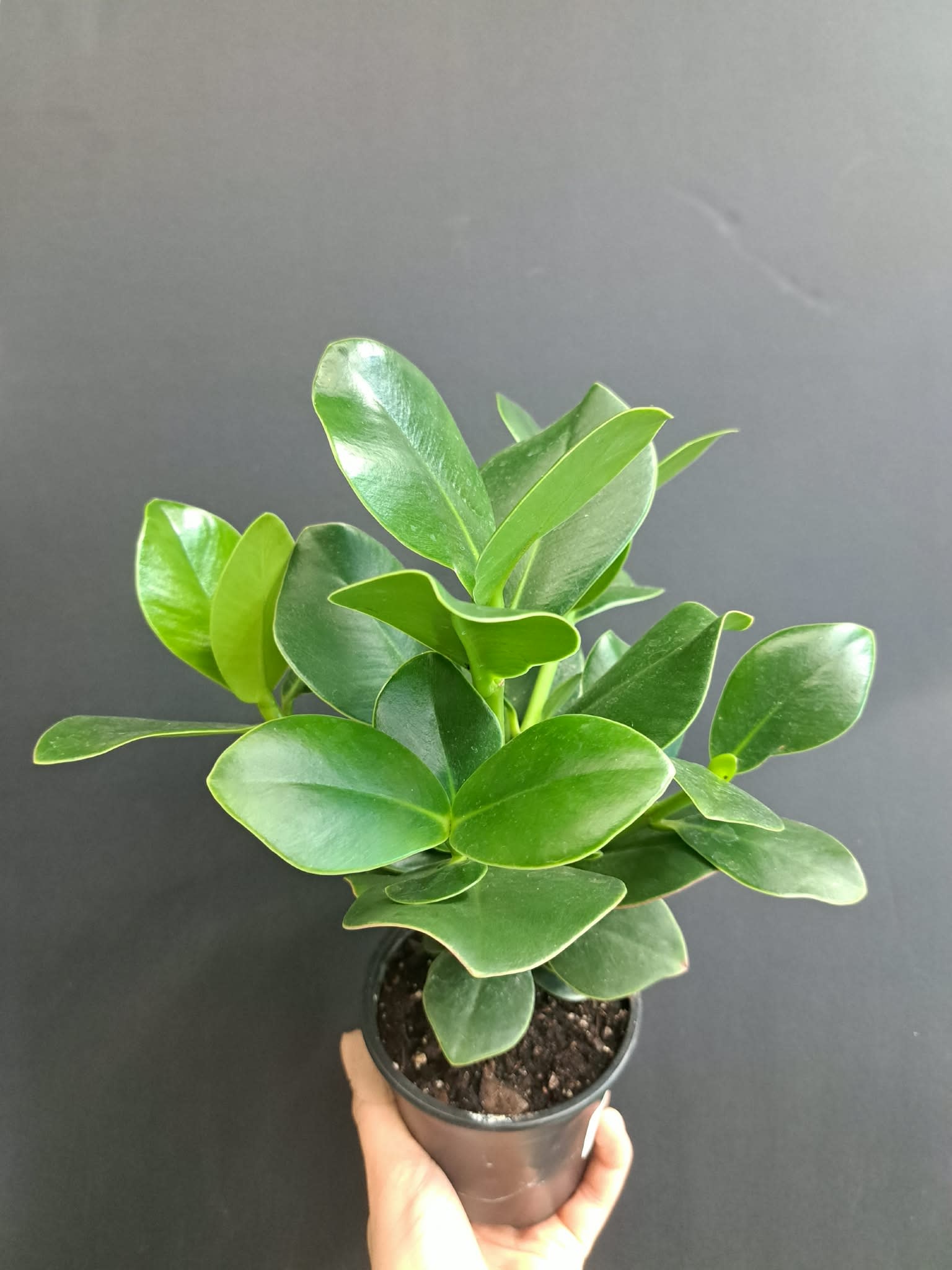 Magazoo Plante Clusia Rosea | Arbre autographe