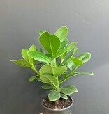 Magazoo Clusia Rosea Plant | Autograph tree