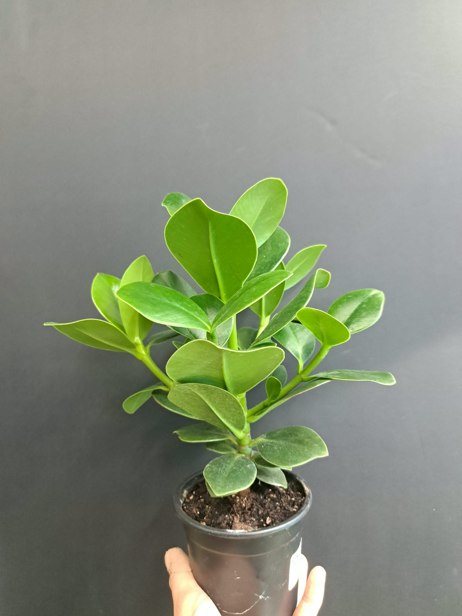 Magazoo Plante Clusia Rosea | Arbre autographe