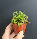 Magazoo Drosera Capensis Plant