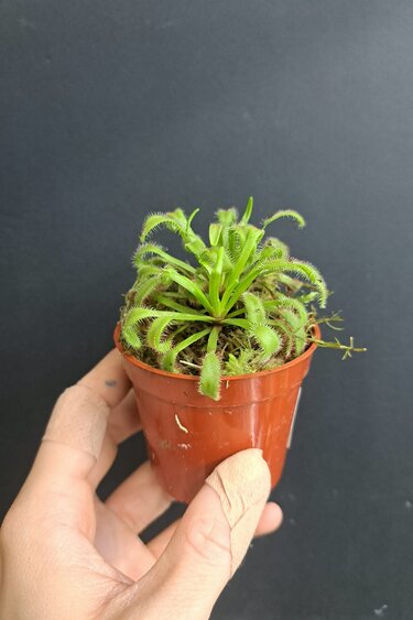 Magazoo Plante Drosera Capensis