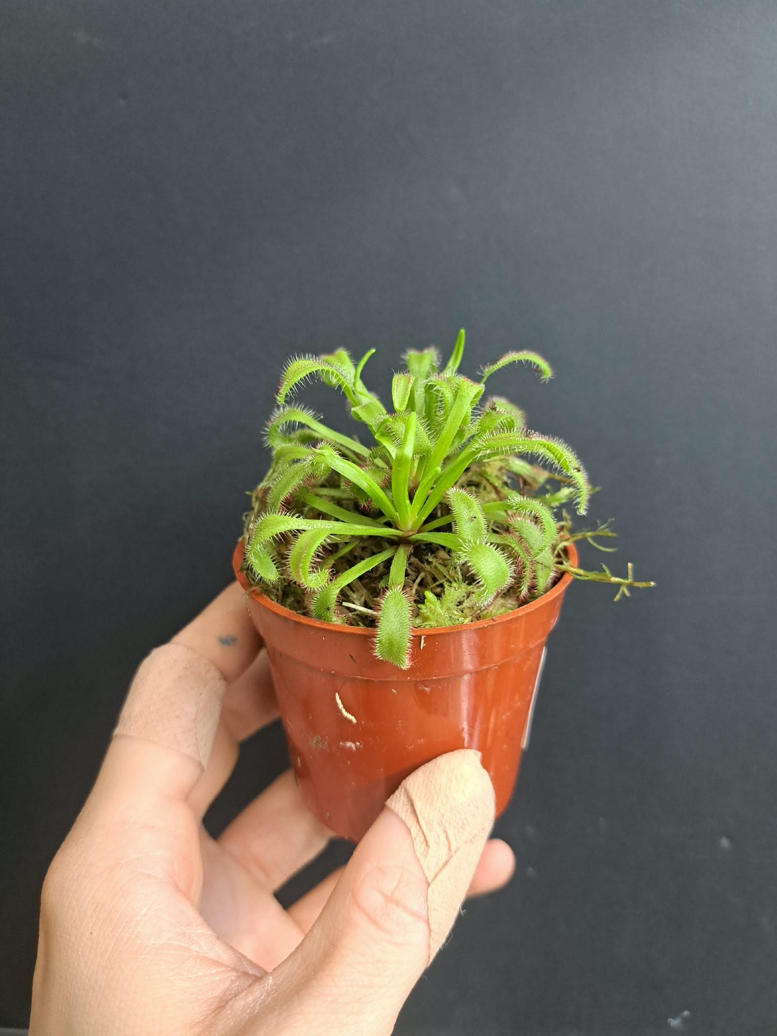 Magazoo Drosera Capensis Plant