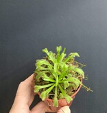Magazoo Drosera Capensis Plant