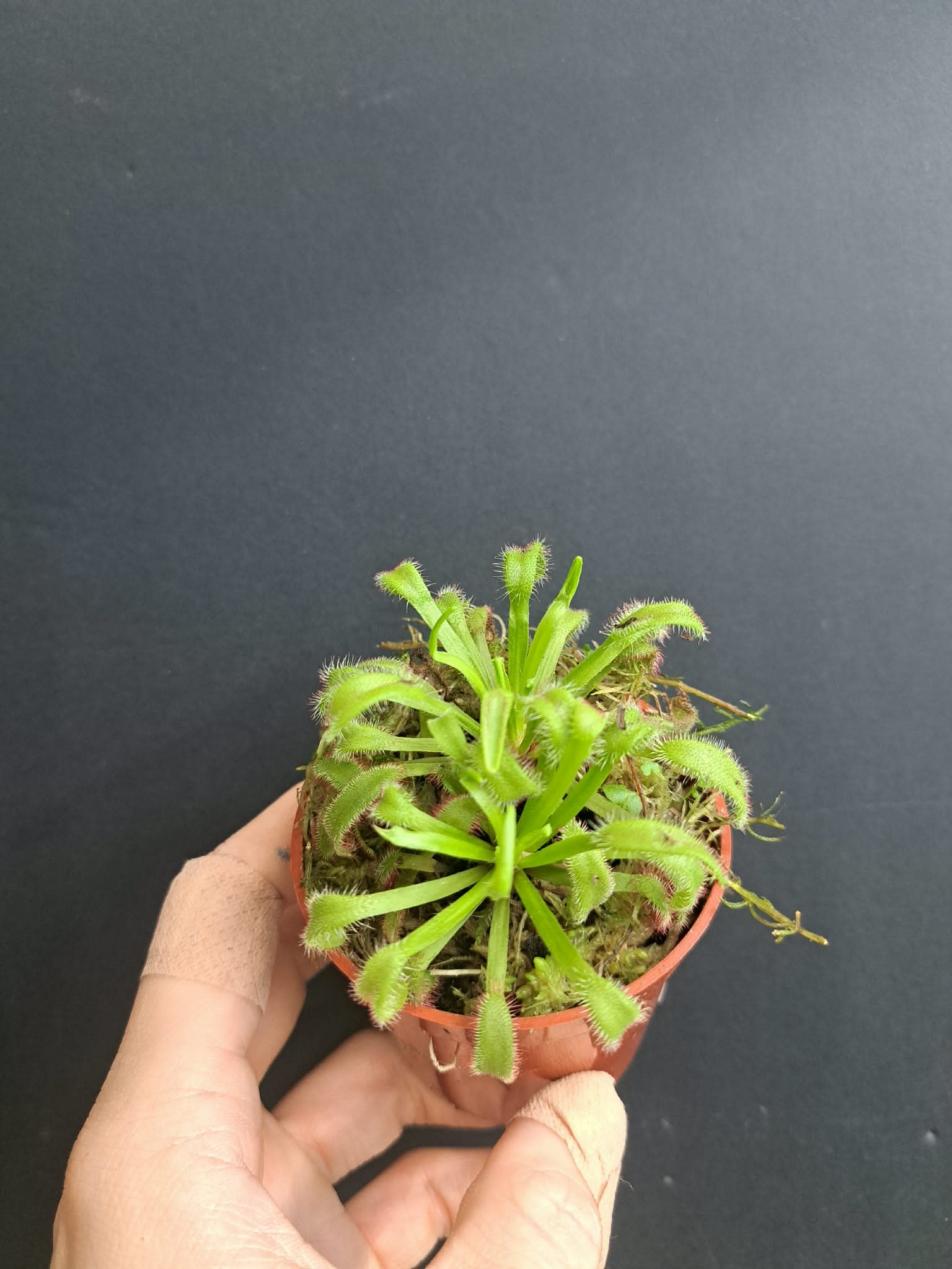 Magazoo Plante Drosera Capensis