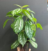 Magazoo Plante Pilea Cadierei | Plante aluminium 10cm
