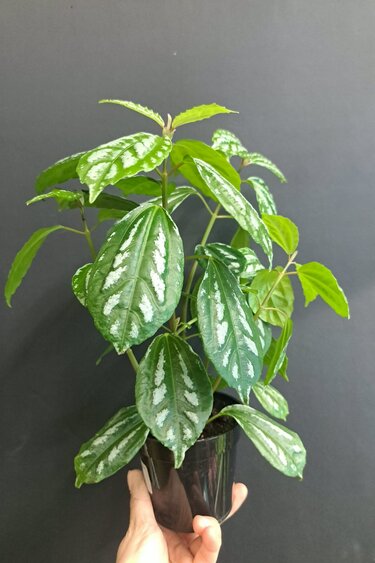 Magazoo Pilea Cadierei | 10 cm Aluminium Plant