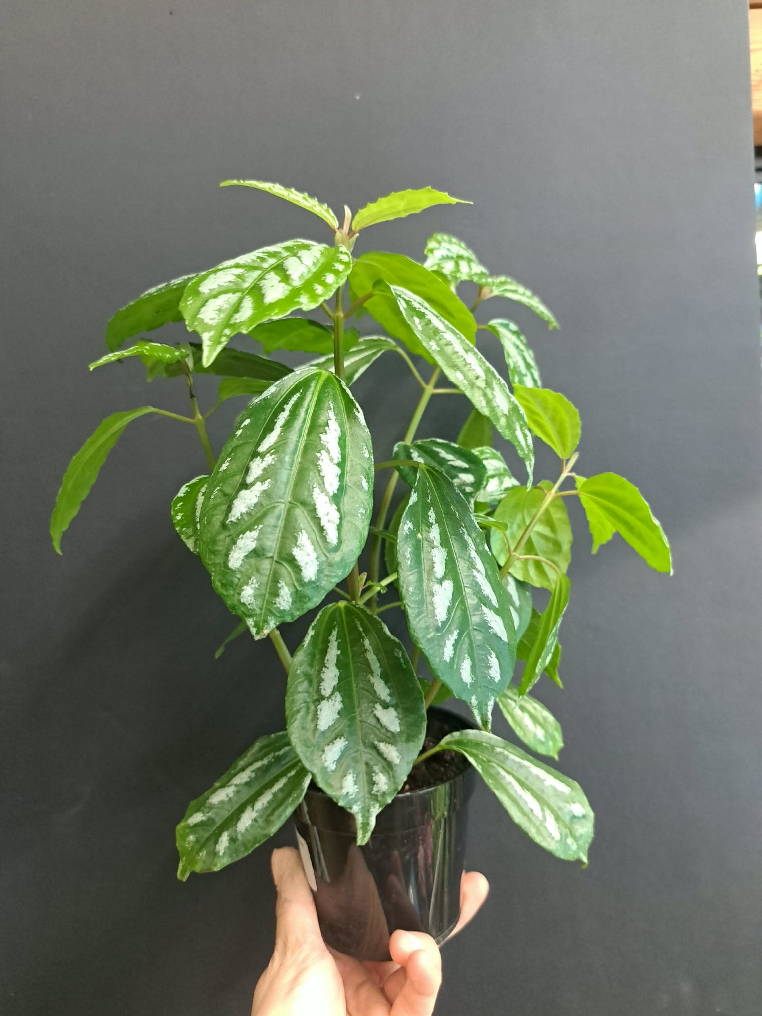 Magazoo Pilea Cadierei | 10 cm Aluminium Plant