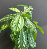Magazoo Pilea Cadierei | 10 cm Aluminium Plant