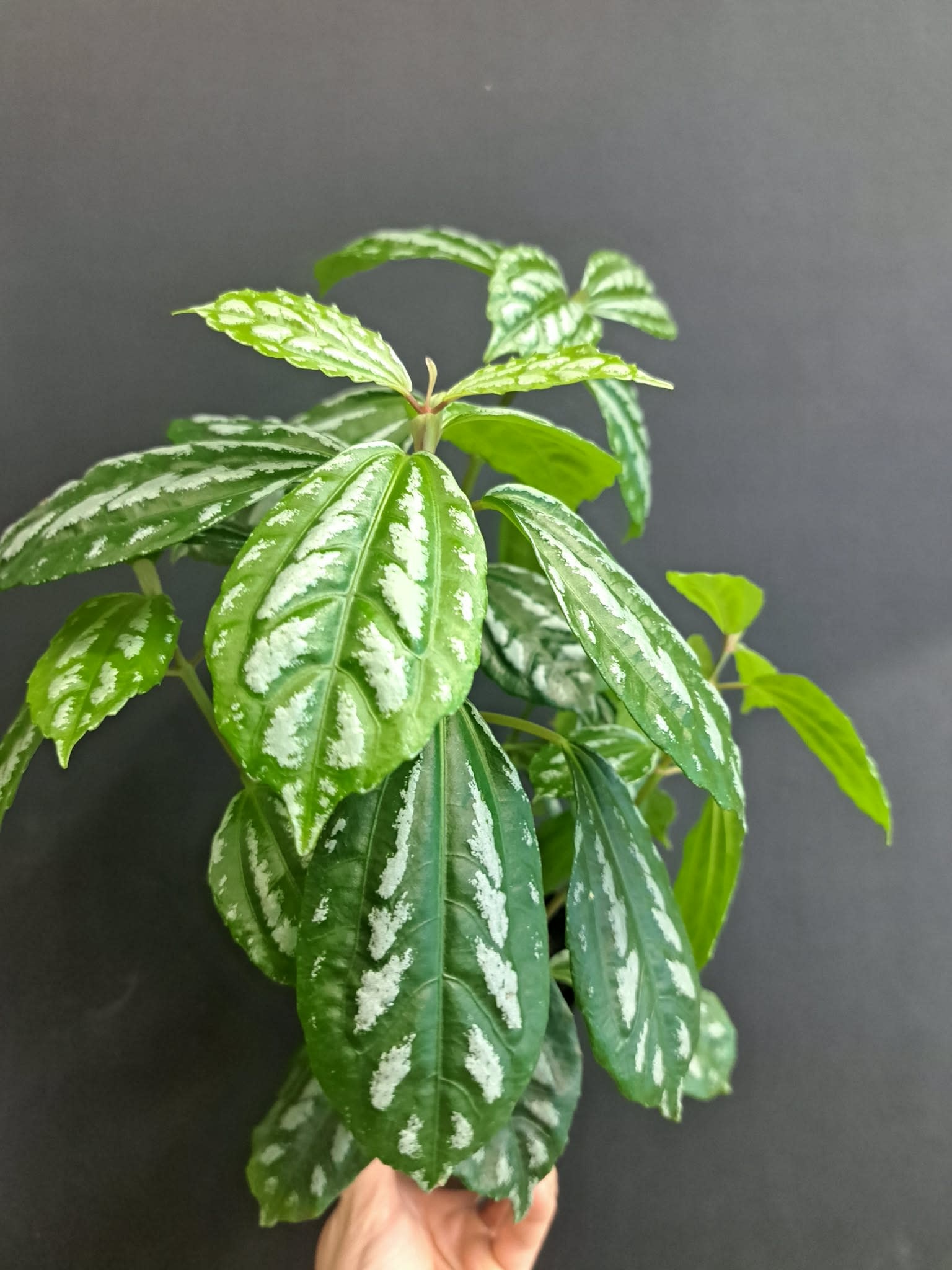 Magazoo Plante Pilea Cadierei | Plante aluminium 10cm