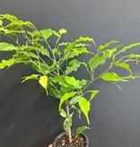 Magazoo Ficus Benjamina 'Lime' Plant