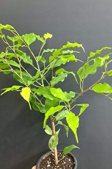 Magazoo Ficus Benjamina 'Lime' Plant