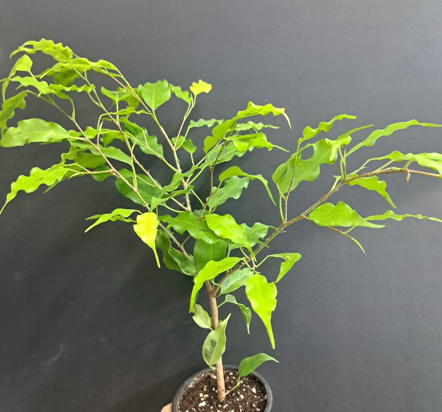 Magazoo Ficus Benjamina 'Lime' Plant
