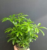 Magazoo Schefflera Arboricola Plant