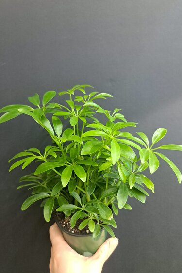 Magazoo Schefflera Arboricola Plant